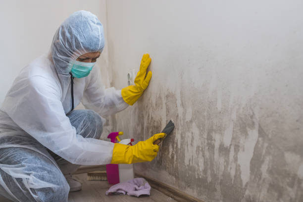 Best Black Mold Removal  in Macclenny, FL